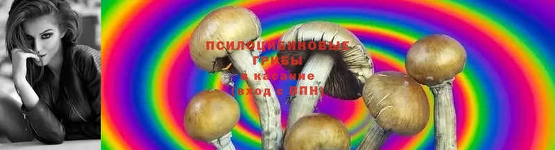 Галлюциногенные грибы Magic Shrooms  как найти наркотики  MEGA ссылка  Козьмодемьянск 